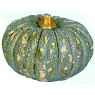 カボチャ 種 【 会津南瓜 】