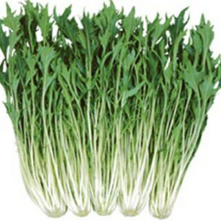 水菜 種 【 夏白泉 】 2dl ( 水菜の種 )