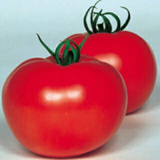 トマト 種 【 秀美 】