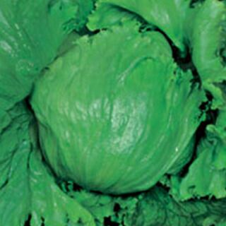 レタス 種 【 プレステージ 】 コート