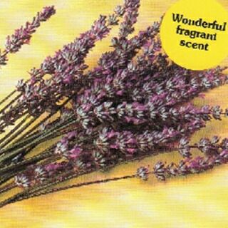 ハーブ 種 【 ラベンダー（トルー） 】