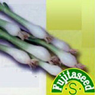 エシャロット 種 【 ホワイトシャロット 】