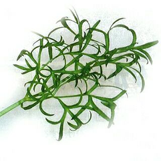 ハーブ 種 コリアンダー ナリー 細葉 10ml ハーブの種 菜園くらぶ 種と苗と園芸資材の専門店