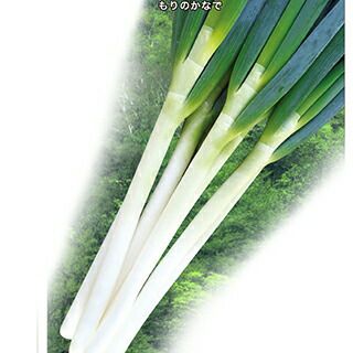 ネギ 種 【 森の奏で 】 ペレット5千粒 ( ネギの種 )