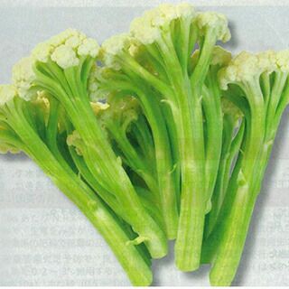 カリフラワー 種 【 カリフローレ70 】 コート千粒 ( カリフラワーの種 )