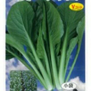 小松菜 種 【 夏の甲子園 】 2dl ( 小松菜の種 )