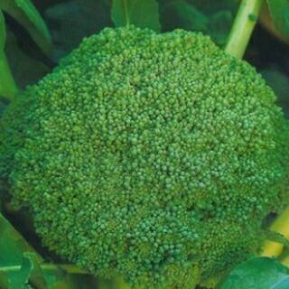 ブロッコリー 種 【 スーパードーム 】 20ml ( ブロッコリーの種 )
