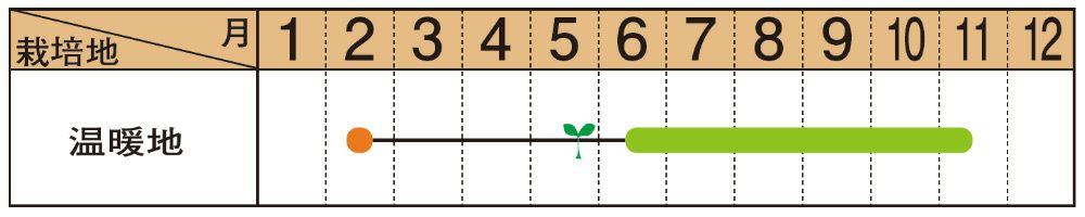 ピーマン 種 【 ちぐさ 】 100粒