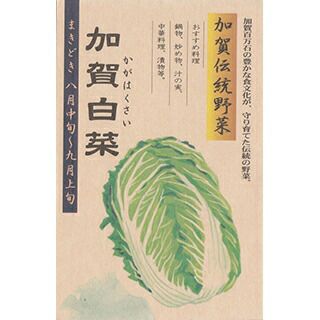 白菜 種 【 加賀伝統野菜 加賀白菜 】 20ml ( 白菜の種 )