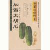 キュウリ 種 【 加賀野菜 加賀太胡瓜 】 20ml ( キュウリの種 )