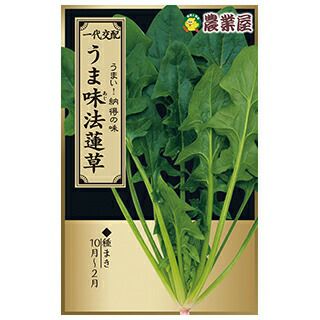 ほうれん草 種 【 うま味（あじ） 】 20ml(約400粒) ( ほうれん草の種 )