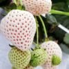 いちご 野菜苗 【イチゴ苗 天使のいちごAE エンジェルエイト 】3号ポット 1株 苺苗【予約販売】
