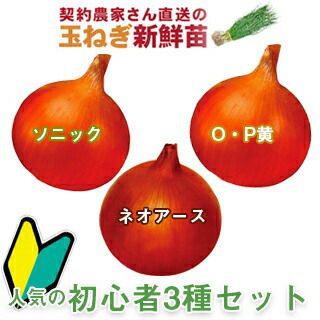 玉ねぎ苗 【予約】 人気の初心者3種セット [ たまねぎ苗 タマネギ苗 玉葱苗 販売 野菜苗 家庭菜園 ] | 菜園くらぶ 種と苗と園芸資材の専門店