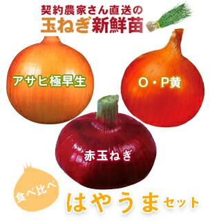 玉ねぎ苗【早生品種マッハ3000本】【野菜苗】 玉ねぎ苗 | 菜園