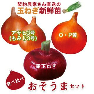 玉ねぎ苗 【予約】 おそうまセット [ たまねぎ苗 タマネギ苗 玉葱苗 販売 野菜苗 家庭菜園 ]