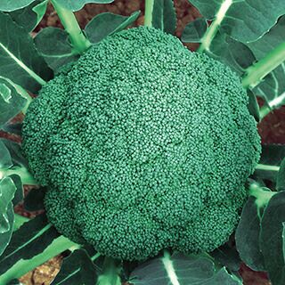 ブロッコリー 種 【 はつみらい 】