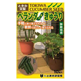 キュウリ 種 【 ベランダきゅうり 】 10粒 ( キュウリの種 )