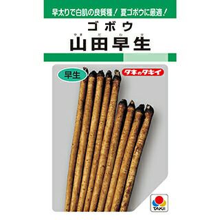 ゴボウ 種 【 山田早生 】