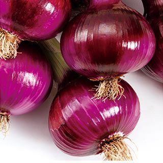 玉ねぎ 種 【 甲高赤 】 10ｇ ( たまねぎの種 )