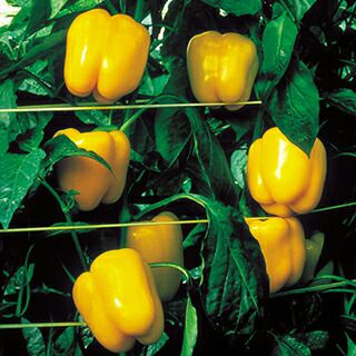 ピーマン 種 【 ゴールドキング 】 500粒 ( ピーマンの種 )