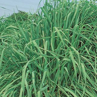 緑肥 種 【 チモシー　クライマックス 】 1kg ( 緑肥の種 )