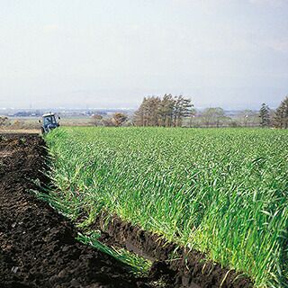 緑肥 種 【 えん麦 野生種 ヘイオーツ 】 20kg ( 緑肥の種 )
