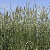 緑肥 種 【 ライ麦 Ｒ－００７ 】 1kg ( 緑肥の種 )