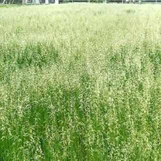 緑肥 種 【 エン麦 野生種　ニューオーツ 】 1kg ( 緑肥の種 )