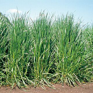 緑肥 種 【 イタリアンライグラス　タチワセ 】 1kg ( 緑肥の種 )