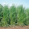 緑肥 種 【 イタリアンライグラス　タチワセ 】 1kg ( 緑肥の種 )