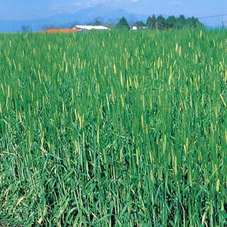 緑肥 種 【 飼料用オオムギ　ワセドリ２条 】 20kg ( 緑肥の種 )