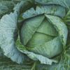 糖質オフ野菜苗　ご飯の代わり　キャベツ 12本セット【予約販売】