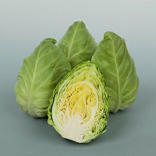 キャベツ 苗 やわらかたけのこキャベツ みさき 12本セット【予約販売