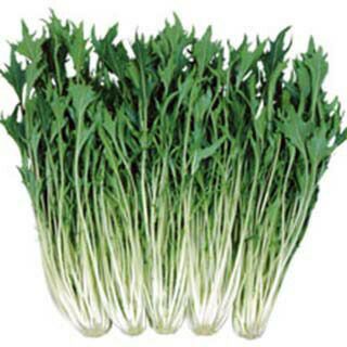 ツケナ 種 【 京白泉水菜 】 20ml ( ツケナの種 )