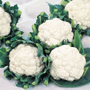 カリフラワー 種 【 バージンロード 】 2000粒 ( カリフラワーの種 )