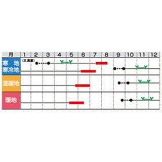 タマネギ 種 【 アイドル ももえ（中晩生） 】