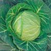 キャベツ 種 【 冬雫 】