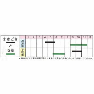 キャベツ 種 【 札幌大球（4号） 】 小袋 ( キャベツの種 )
