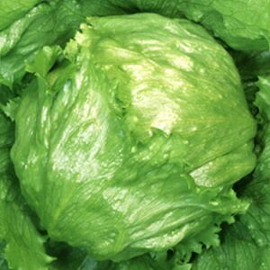 レタス 種 【 からさわ 】 ペレット5千粒 ( レタスの種 )