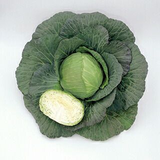 キャベツ 種 【 なみかぜ 】 2000粒 ( キャベツの種 )