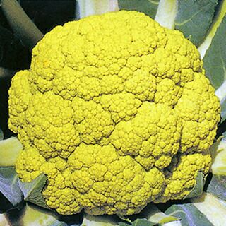 カリフラワー 種 【 黄玉 】