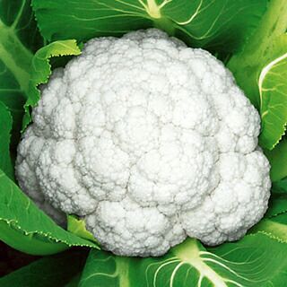 カリフラワー 種 【 知月 】