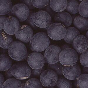 豆 種 【 丹波黒大豆 】 50ml ( 豆の種 )