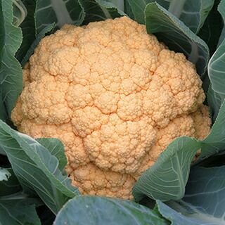 カリフラワー 種 【 オレンジルナ28 】