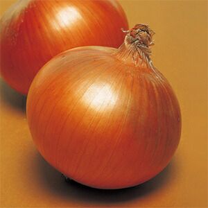 玉ねぎ 種 【 豊産こがね 】 100ｇ