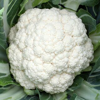 カリフラワー 種 【 中早生 】