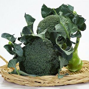 ブロッコリー 種 【 深碧 】 2000粒 ( ブロッコリーの種 )