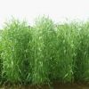 緑肥 種 【 ライ麦 】 1kg ( 緑肥の種 )
