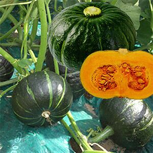 カボチャ 種 【 くり将軍 】 100粒 ( カボチャの種 )