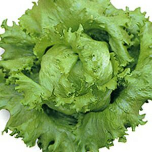 レタス 種 【 シャトー 】 ペレット5千粒 ( レタスの種 )